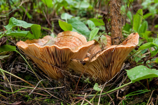 Forest mushrooms Saffron Milk Cap growing in a green moss.