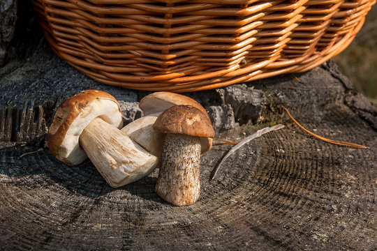 Group of brown cap boletus mushroom (Boletus badius) and porcini mushrooms (Boletus edulis or king bolete) on natural wooden background..
