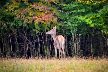 Female Red deer standing in autumn forest. Wild animals in natural habitat