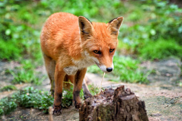 Naklejka na ściany i meble European red fox (Vulpes vulpes) in forest.