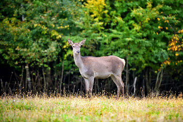 Naklejka na ściany i meble Female Red deer standing in autumn forest. Wild animals in natural habitat