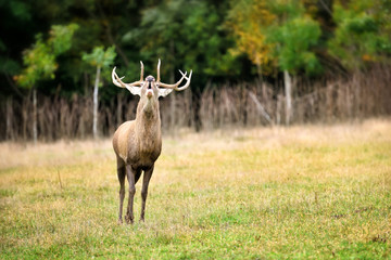 Naklejka na ściany i meble Majestic adult red deer roaring in the nature habitat. Rutting season