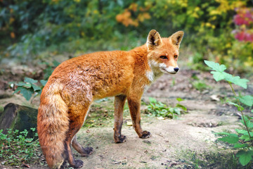 European red fox (Vulpes vulpes) in forest.