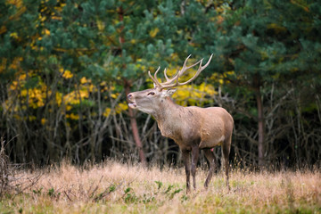 Naklejka na ściany i meble Majestic adult red deer roaring in autumn forest. Rutting season