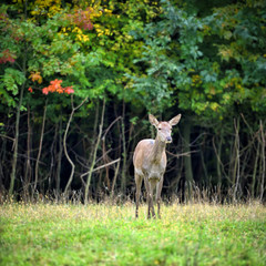 Naklejka na ściany i meble Female Red deer standing in autumn forest. Wild animals in natural habitat