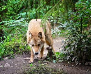 Timber wolf (Canis lupus) hunting in the forest