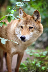 Timber wolf (Canis lupus) hunting in the forest