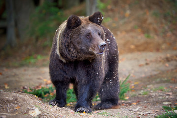 Obraz na płótnie Canvas European brown bear in a forest landscape at autumn. Big brown bear in forest.