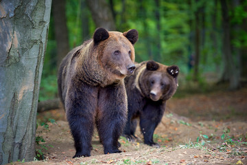 Fototapeta na wymiar European brown bears in a forest landscape at autumn. Big brown bears in forest.
