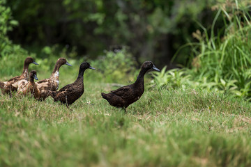 Brown duck in the farm.