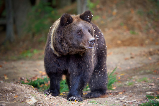 European brown bear in a forest landscape at autumn. Big brown bear in forest. © nmelnychuk