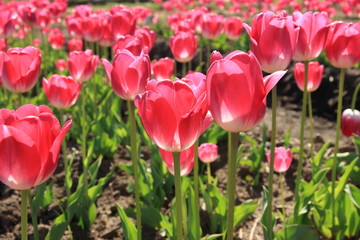 チューリップ畑