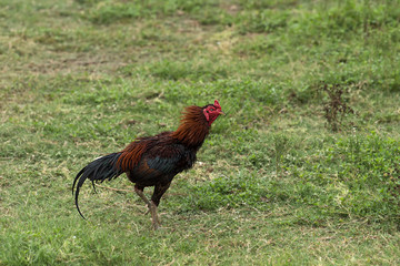 Gamecocks standing on grass