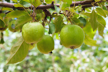 Shiny delicious green apples on a branch ready to be harvested in an apple orchard..