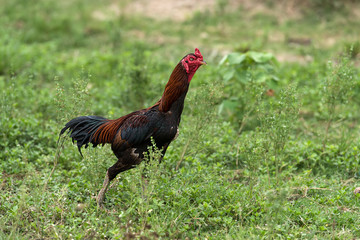 Gamecocks standing on grass