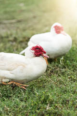White ducks in open farm