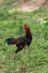 Gamecocks standing on grass