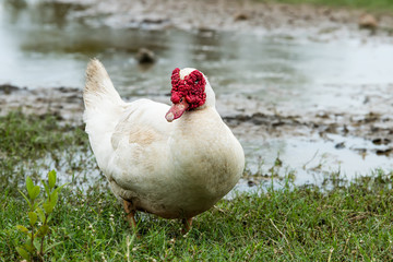 White ducks in open farm