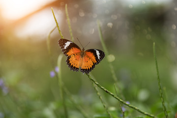 orange butterfly on flower