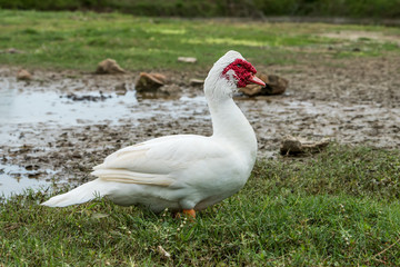 White ducks in open farm