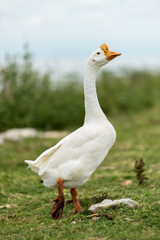White Goose in the farm.