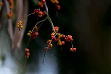 Fiji Fan Palm seeds on a branch.