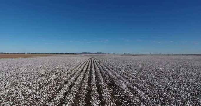 A daytime forward moving aerial view of a large cotton field.  	