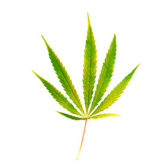 Green leaf of cannabis on a white background. Isolated