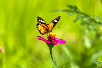 orange butterfly on flower