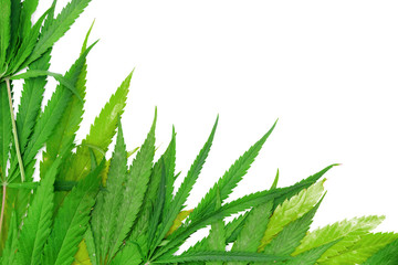Green hemp leaves on white background, close-up, copy space