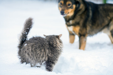 Obraz premium Little kitten and big dog playing in the snow