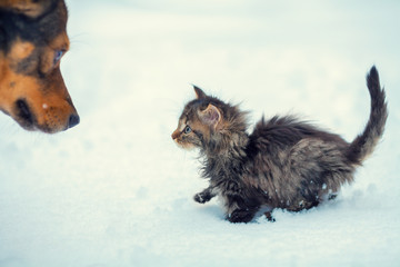 Little kitten and big dog playing in the snow
