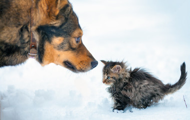 Little kitten and big dog playing in the snow