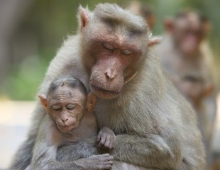 An Intimate Moment Mother & Baby Monkey South India