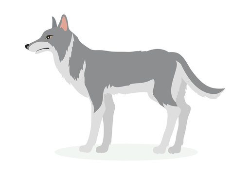 Wolf Cartoon Vector Illustration in Flat Design