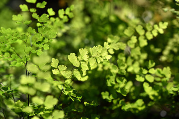 Bush Maidenhair Fern, Common Maidenhair Fern