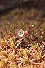 Acantholimon ulcinum Liban