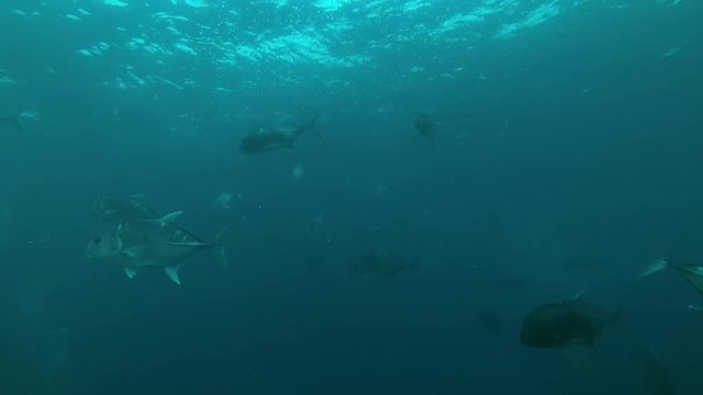 school of Giant trevally (Caranx ignobilis) in the blue water, Indian Ocean, Maldives

