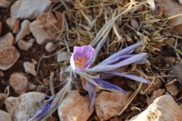 crocus en montagne Liban