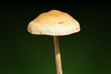 Woodland fungi mushrooms which are often called a toadstalls on a green background