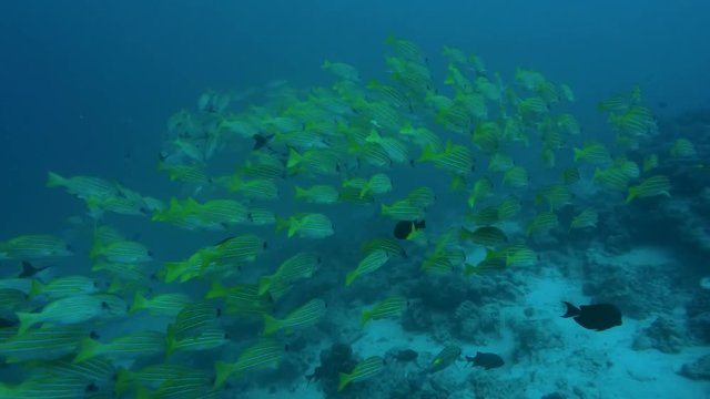 Massive school of Bluestripe Snapper (Lutjanus kasmira) swim over coral reef in blue water, Indian Ocean, Maldives
