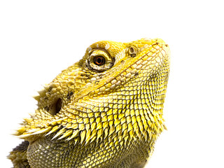 Close-up image of Bearded Dragon looking