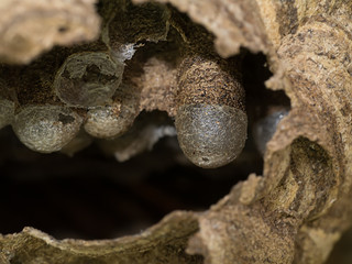 Paper wasp nest with eggs inside