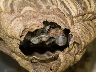 Paper wasp nest with eggs inside