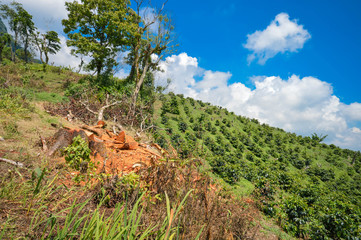 Beautiful landscape of coffee farms on the slopes of the hills surrounding a small village of coffee growers in San Luis de Planes, by Santa Barbara National Park, Honduras