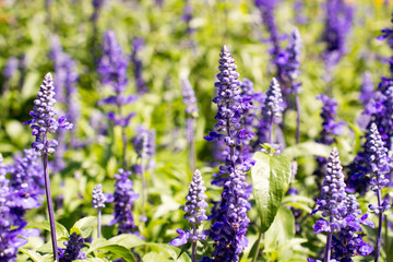 ブルーサルビア