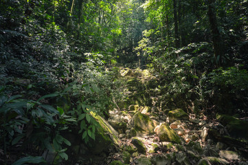 Sun beams lighting the rocky trail in the cloud forest of Santa Barbara National Park, Western Honduras. Central America