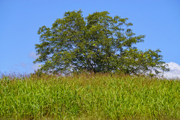 Tree in a Field of Hay