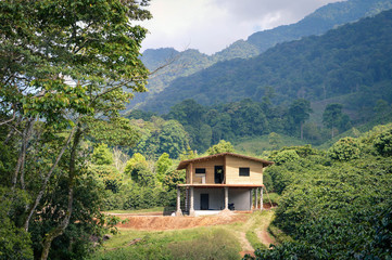 Fototapeta na wymiar Beautiful panoramic landscape of coffee plantations with the Santa Barbara mountains in the background. Honduras, Central America