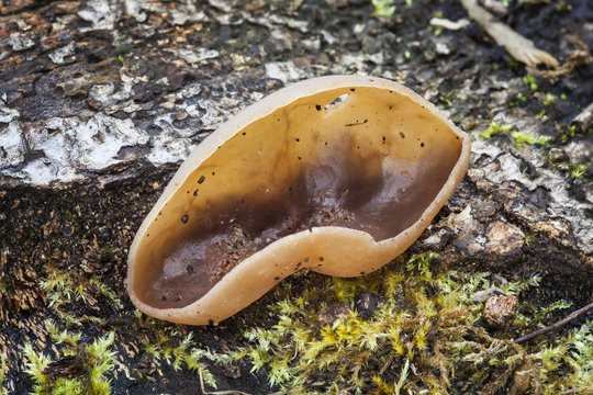 Hare's Ear Fungus (Otidea leporina) which grows in leaf litter and deciduous woodland